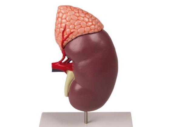 https://jayakelana.id/uploads/product/-k213-kidney-with-adrenal-539633d5b6bebb8_cover.jpg