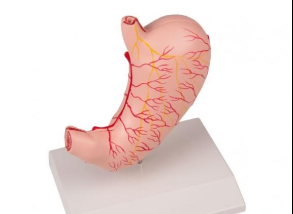https://jayakelana.id/uploads/product/-k215-stomach-life-size--48435fea7fda588_cover.jpg