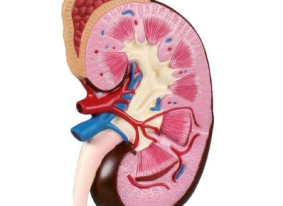 https://jayakelana.id/uploads/product/-k260-kidney-model-2-56864f816e635e5_cover.jpg