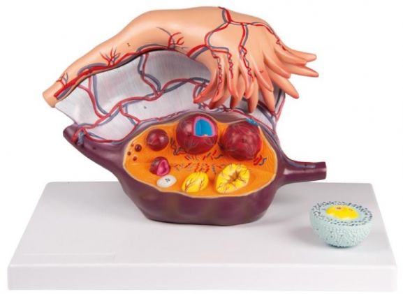 https://jayakelana.id/uploads/product/-l103-ovary-structure-94867df53b95bea_cover.jpg