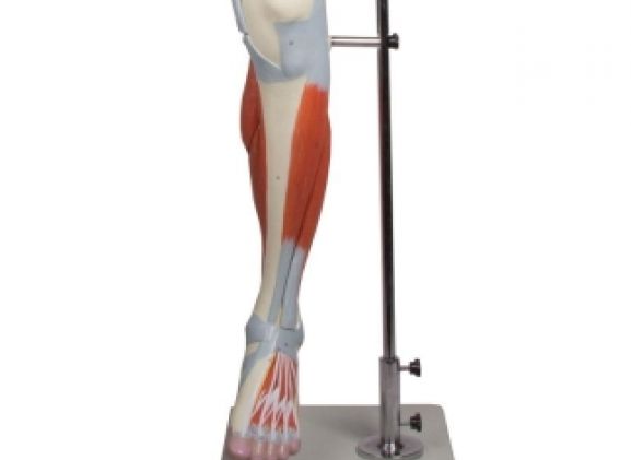 https://jayakelana.id/uploads/product/-m220-leg-muscles-13-part-355247dc3ca4939_cover.jpg