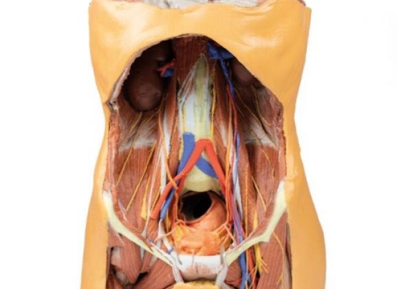 https://jayakelana.id/uploads/product/-mp1300-posterior-abdominal-wall-122572f88492647_cover.jpg