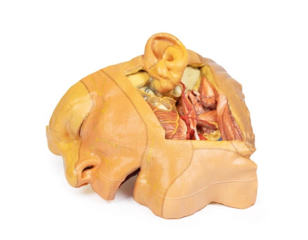(MP1660) Head and Neck