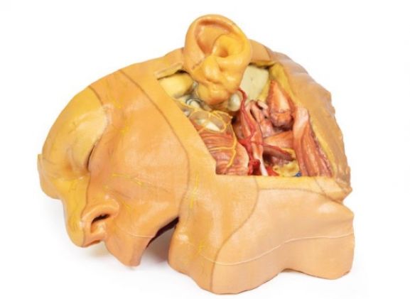 https://jayakelana.id/uploads/product/-mp1660-head-and-neck-529904d08f80369_cover.jpg