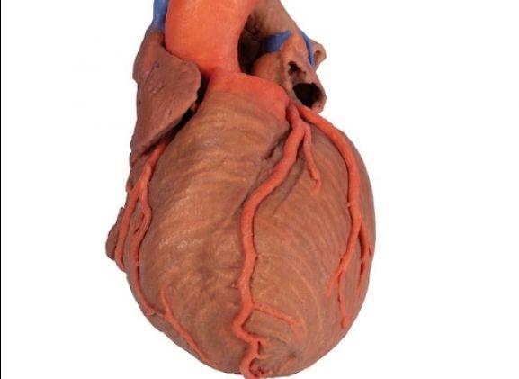 https://jayakelana.id/uploads/product/-mp1710-heart-and-the-11703c89c5ab82c_cover.jpg