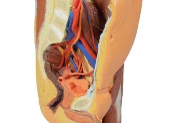 https://jayakelana.id/uploads/product/-mp1765-male-left-pelvis-224391ef800a035_cover.jpg