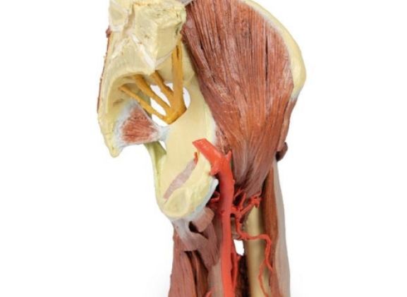 https://jayakelana.id/uploads/product/-mp1813-lower-limb--23746be4b341db7_cover.jpg