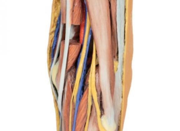 https://jayakelana.id/uploads/product/-mp1830-popliteal-fossa-799074de639e510_cover.jpg