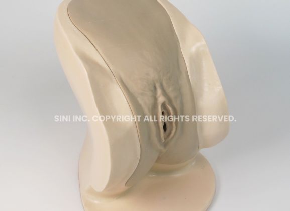 https://jayakelana.id/uploads/product/-p-ctb-02-female-catheterization-trainer-74319ae763b1cc8_cover.jpg