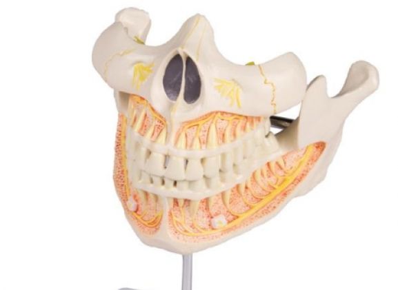 https://jayakelana.id/uploads/product/-v181-permanent-teeth-model-98565eb1b62961e_cover.jpg