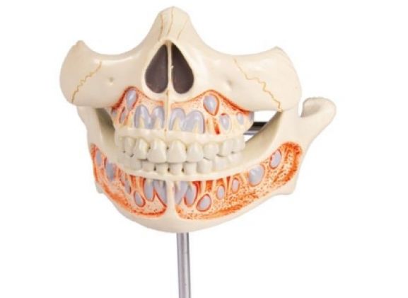 https://jayakelana.id/uploads/product/-v182-decidous-teeth-model-365792990e68a8c_cover.jpg