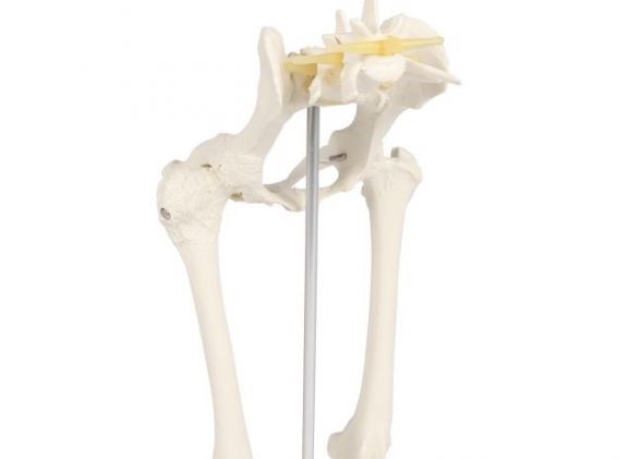 https://jayakelana.id/uploads/product/-vet1060-canine-hip-120626c8dfbf12c_cover.jpg