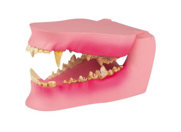 https://jayakelana.id/uploads/product/-vet1194-canine-jaw-healthy-diseased-2576665682ec3f9_cover.jpeg