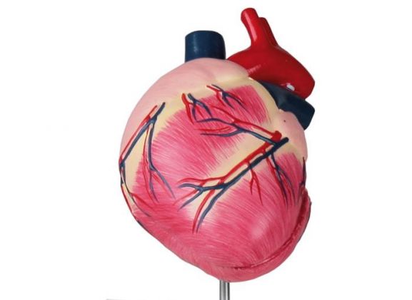 https://jayakelana.id/uploads/product/-vet1250-canine-heart-life-183124181f9fb5f_cover.jpeg