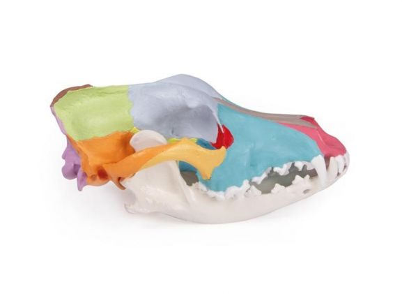 https://jayakelana.id/uploads/product/-vet1708-dog-skull-with-403613d7cbd1232_cover.jpg