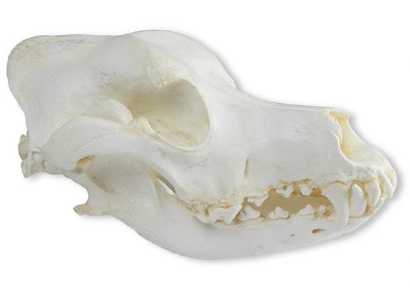 https://jayakelana.id/uploads/product/-vet2015-skull-domestic-dog-german-9646197bbda2801_cover.jpeg