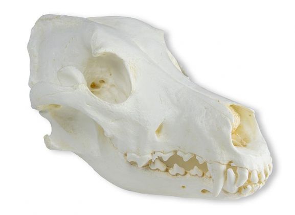 https://jayakelana.id/uploads/product/-vet2020-skull-domestic-dog-great-95634ae18498854_cover.jpeg