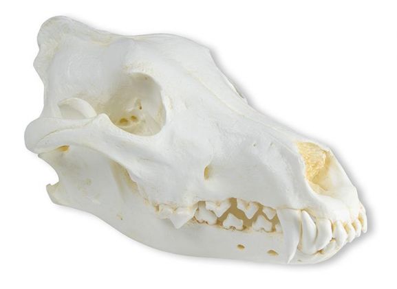 https://jayakelana.id/uploads/product/-vet2025-skull-wolf-canis-789558f3d549373_cover.jpeg