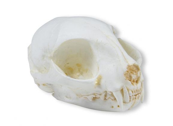 https://jayakelana.id/uploads/product/-vet2060-skull-wild-cat-20560726823b246_cover.jpeg