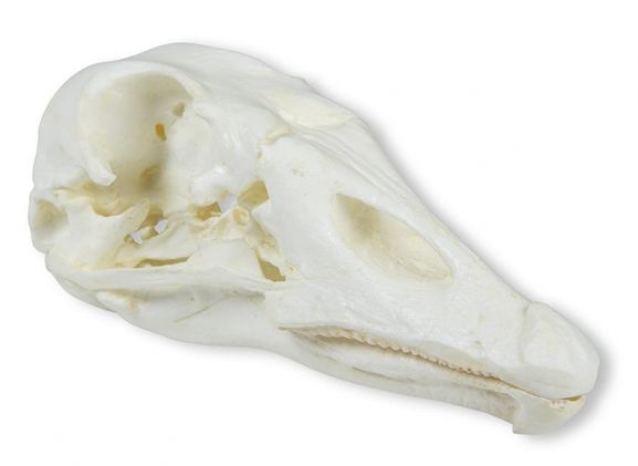https://jayakelana.id/uploads/product/-vet2065-skull-domestic-goose-4988135aa8670b8_cover.jpeg
