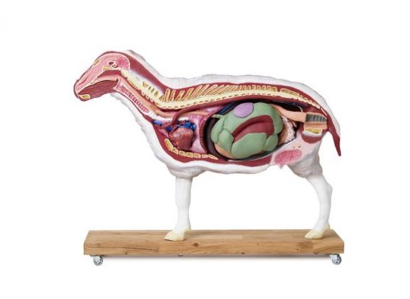 https://jayakelana.id/uploads/product/-vet3310-sheep-model-12-22012f0d10f7fd4_cover.jpg