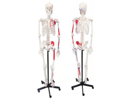 https://jayakelana.id/uploads/product/axis-scientific-paintedhuman-skeleton-211785d9da695be_cover.png