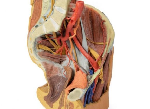 https://jayakelana.id/uploads/product/female-left-pelvis-and-229820d6c8a5dca_cover.jpg