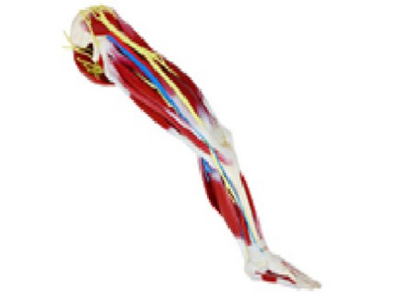 https://jayakelana.id/uploads/product/kaki-silikon-kiri-102485--89333b26a0ce688_cover.png