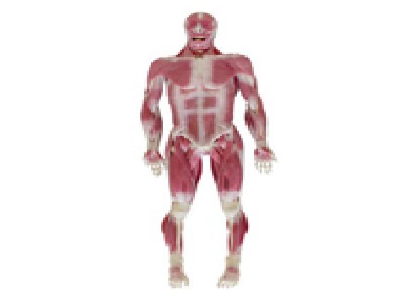 https://jayakelana.id/uploads/product/model-musculoskeletal-syndaver-pria-67587f8e5b76cf9_cover.png