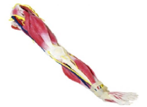 https://jayakelana.id/uploads/product/syntissue-kaki-kiri-102400--76987437893447e_cover.jpg
